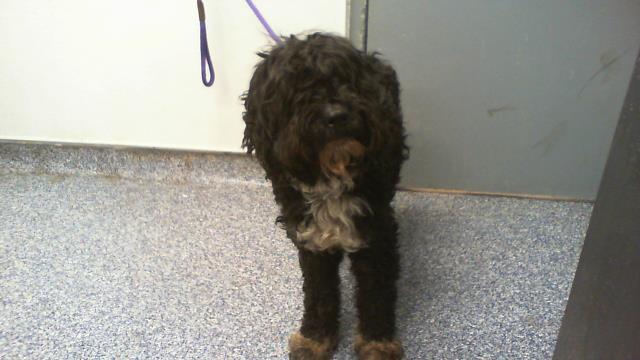 Adoptable Dog