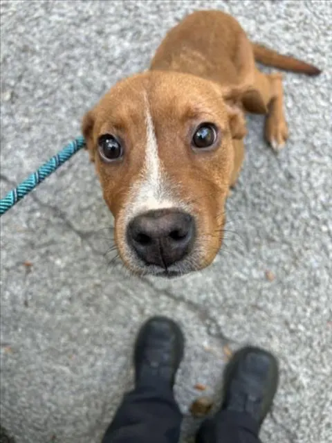 Adoptable Dog
