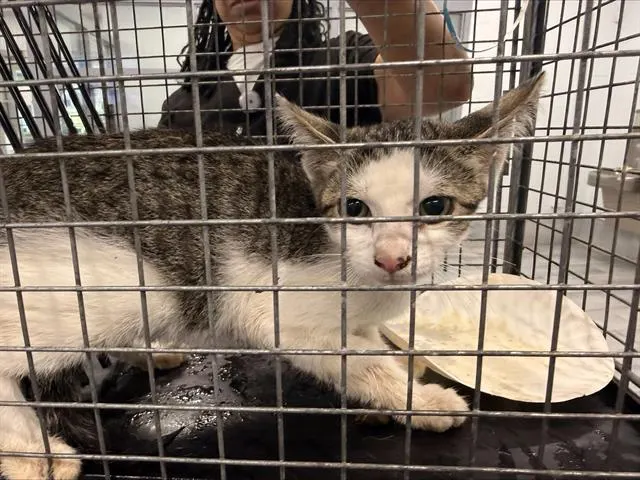 Adoptable Cat