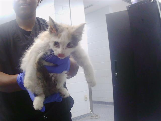 Adoptable Cat