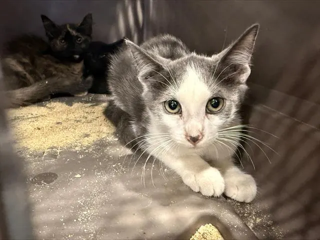 Adoptable Cat