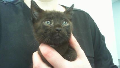 Adoptable Cat