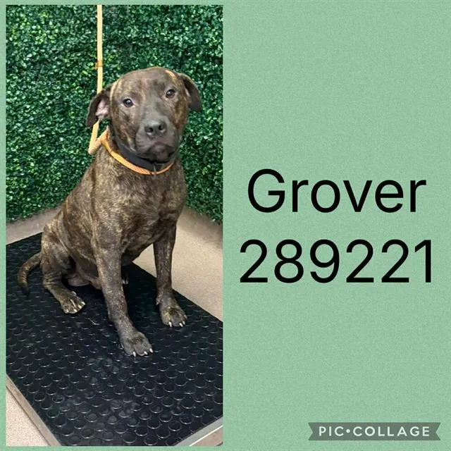 Grover