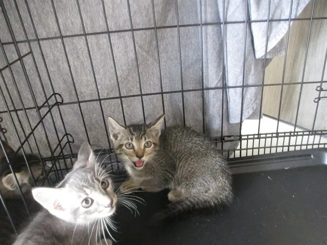 Adoptable Cat