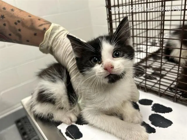 Adoptable Cat