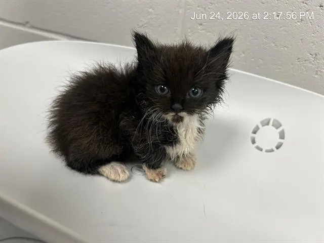 Adoptable Cat