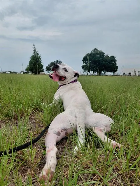 Mochi