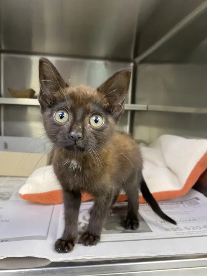 Adoptable Cat