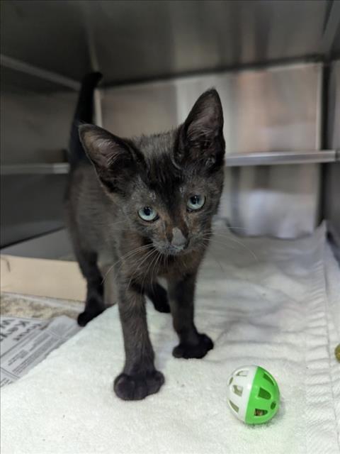 Adoptable Cat