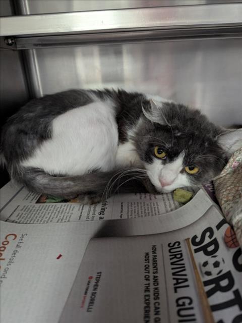 Adoptable Cat