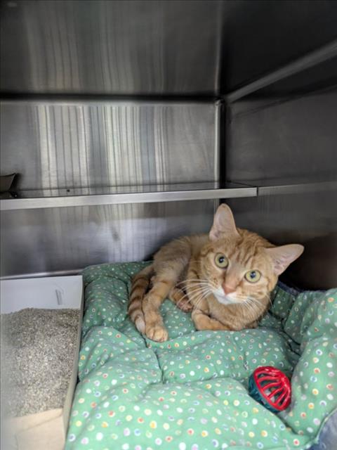 Adoptable Cat