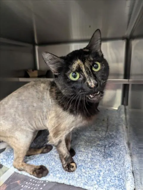Adoptable Cat