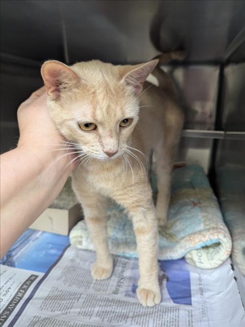 Adoptable Cat