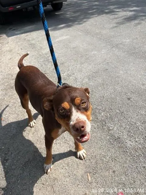 Adoptable Dog