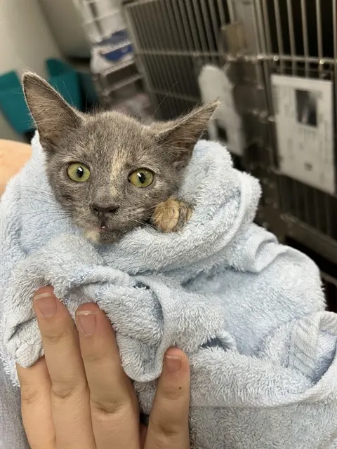 Adoptable Cat
