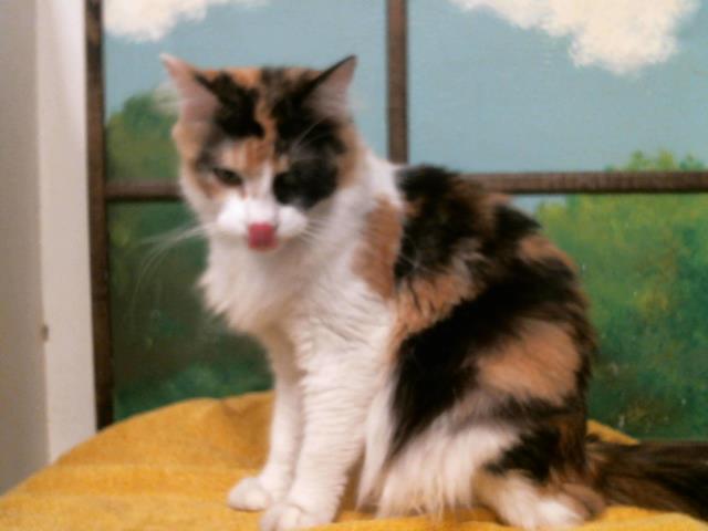Adoptable Cat