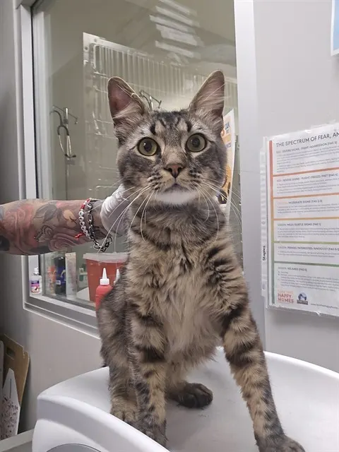 Saulito