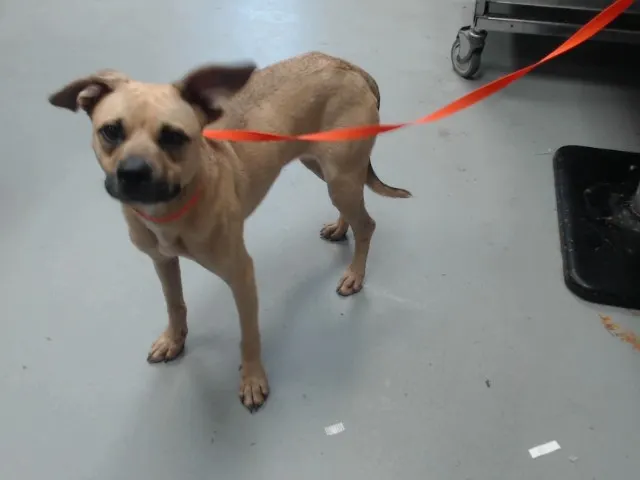 Adoptable Dog
