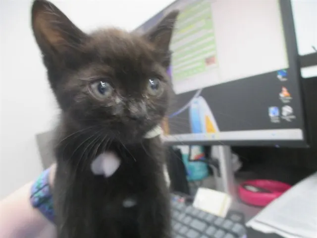 Adoptable Cat