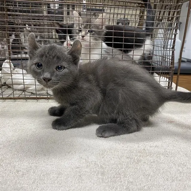 Adoptable Cat