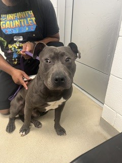 Adoptable Dog