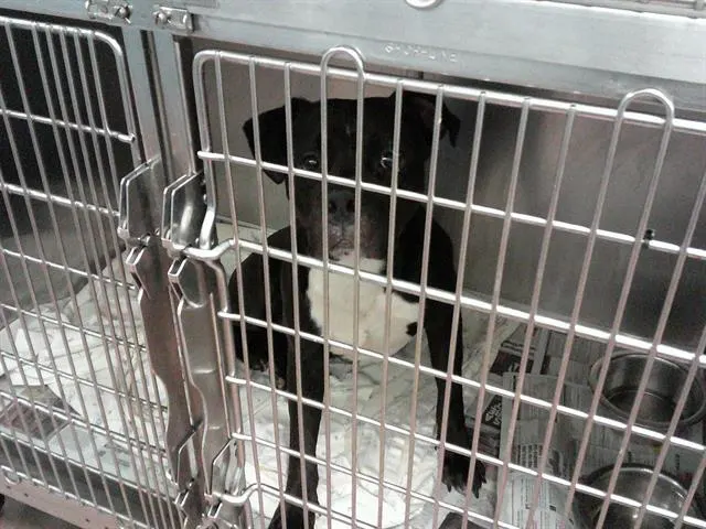 Adoptable Dog
