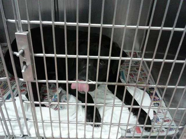 Adoptable Dog