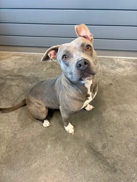 Zyla