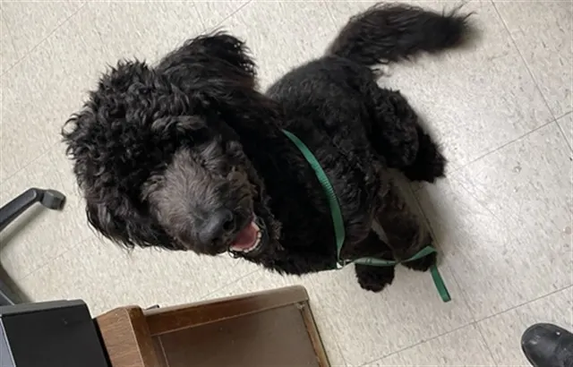 Pippin