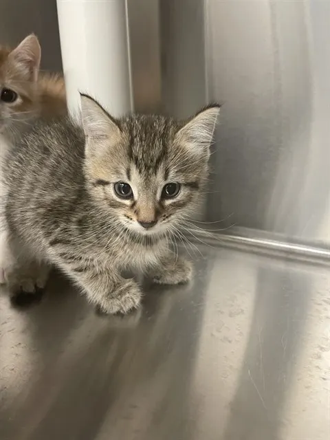 Maximus