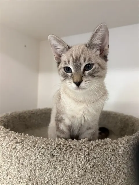 Biscotti