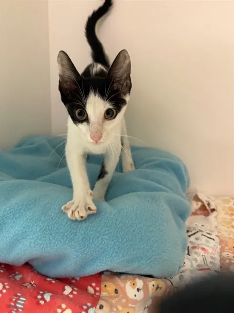 Meowmeow