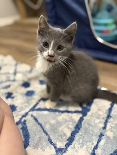 Oreo