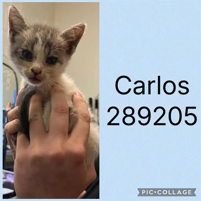 Carlos