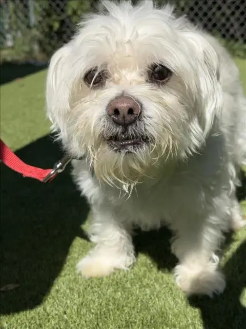 Benny