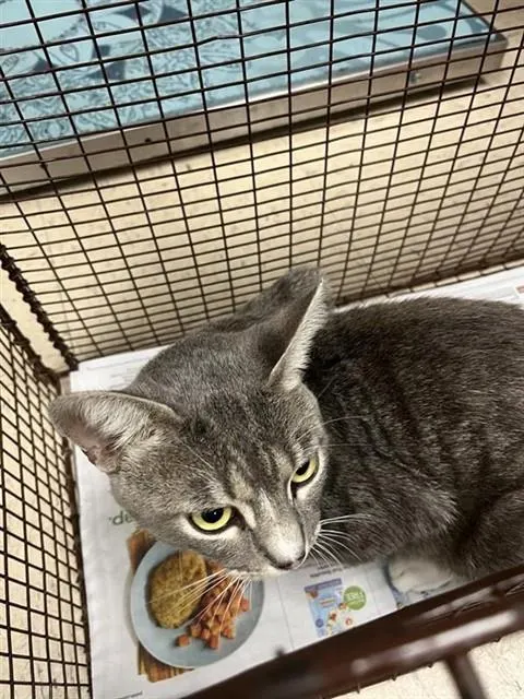 Adoptable Cat