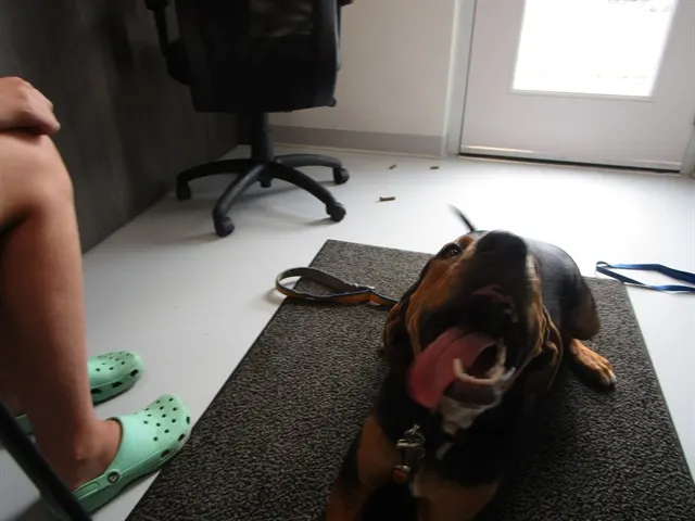 Adoptable Dog