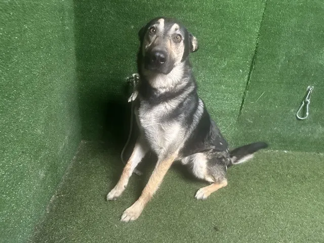 Adoptable Dog