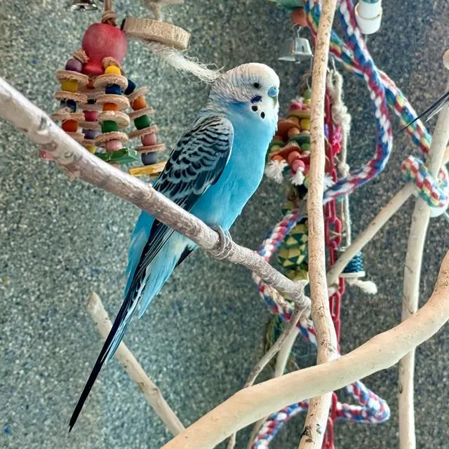 Gumball