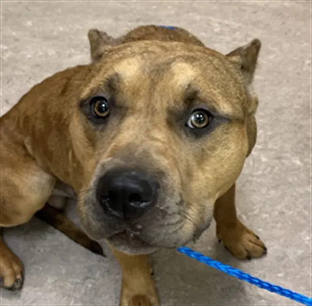 Bowman