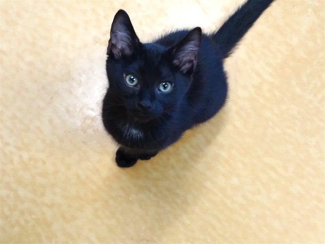 Binx
