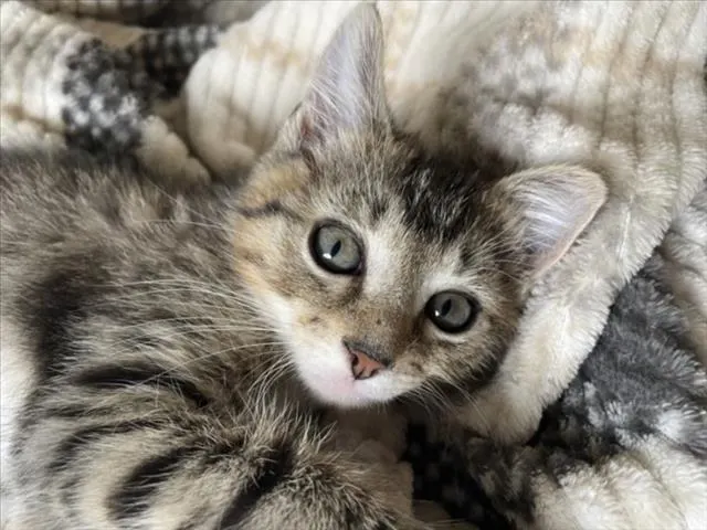 Stripe