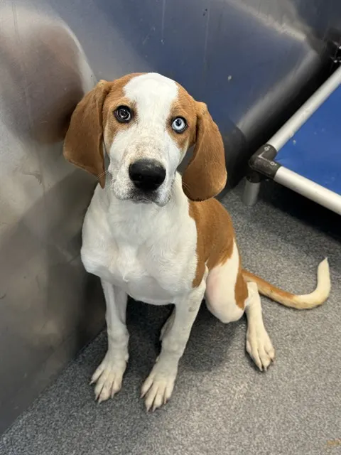 Duke