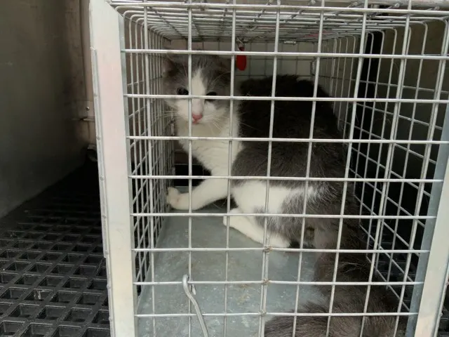 Adoptable Cat