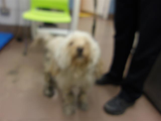Adoptable Dog