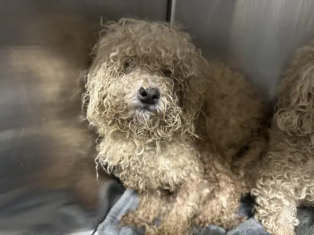 Adoptable Dog