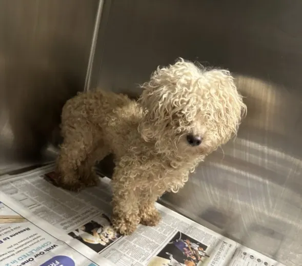 Adoptable Dog