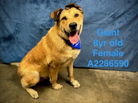 Giant