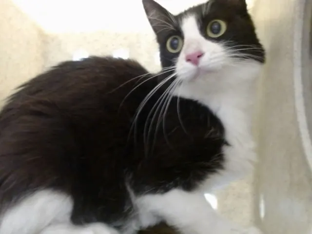 Adoptable Cat