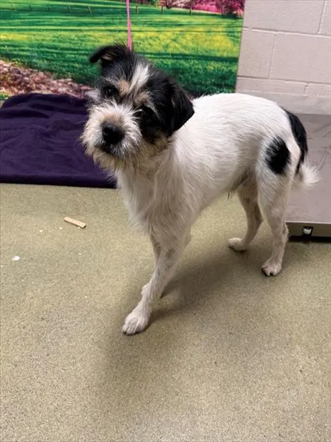 Adoptable Dog